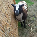 Aan 't Weitje *
