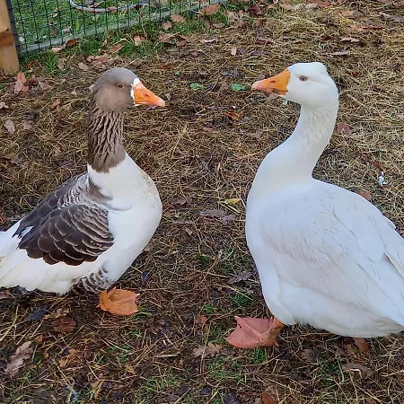 Aan 't Weitje Vakantiehuis Ermelo