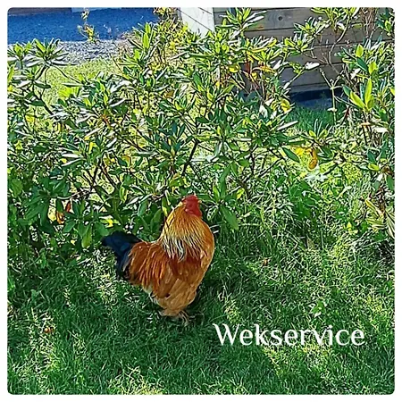 Aan 't Weitje إرميلو