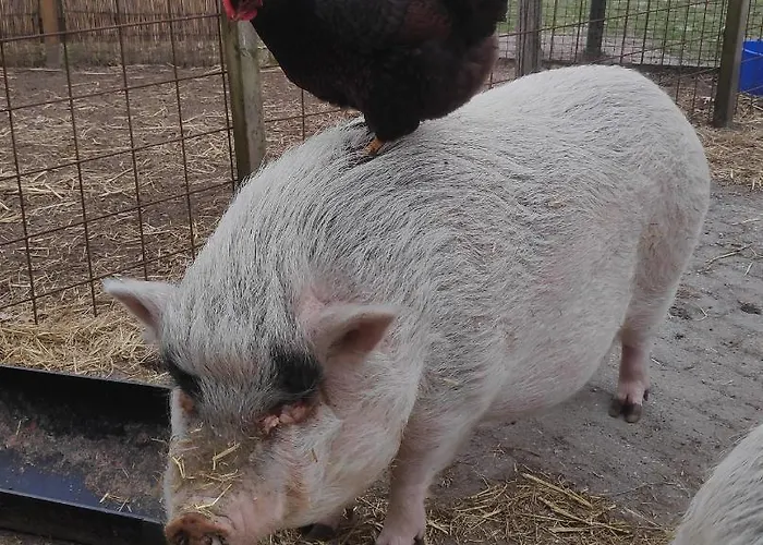 Dom wakacyjny Aan 't Weitje