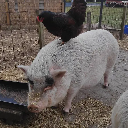 Nyaraló Aan 't Weitje